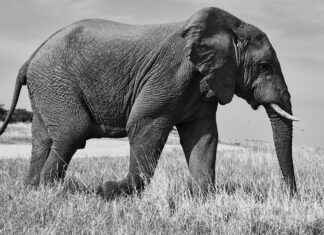 Smart & Spacious 6 6 Bed Design Ideas for Large Bedrooms Smart & Spacious 6 6 Bed Design Ideas for Large Bedrooms