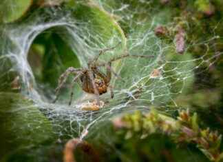 Spooky Movies for Kids: Family-Friendly Thrills for Halloween Spooky Movies for Kids: Family-Friendly Thrills for Halloween