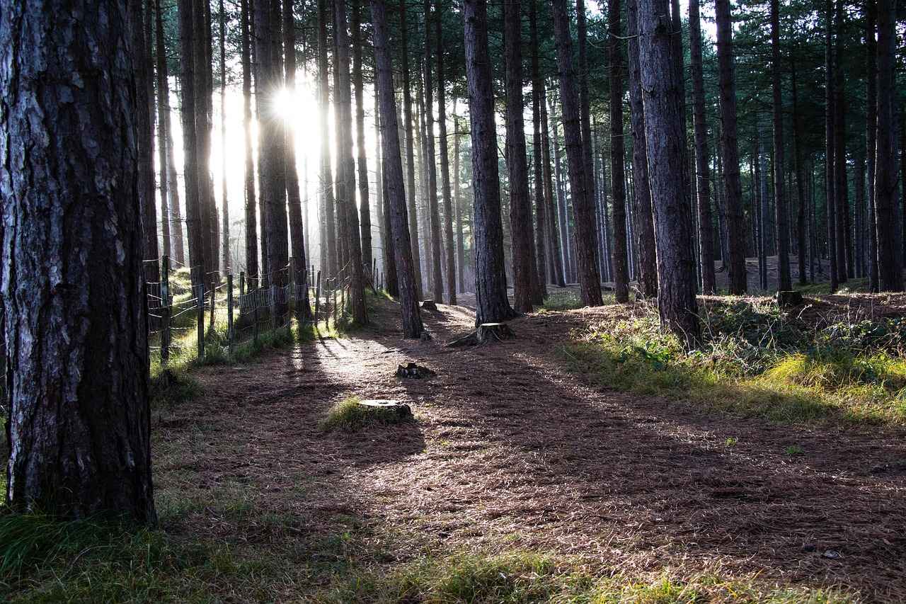 Comparing Sportsurge with Paid Streaming Services