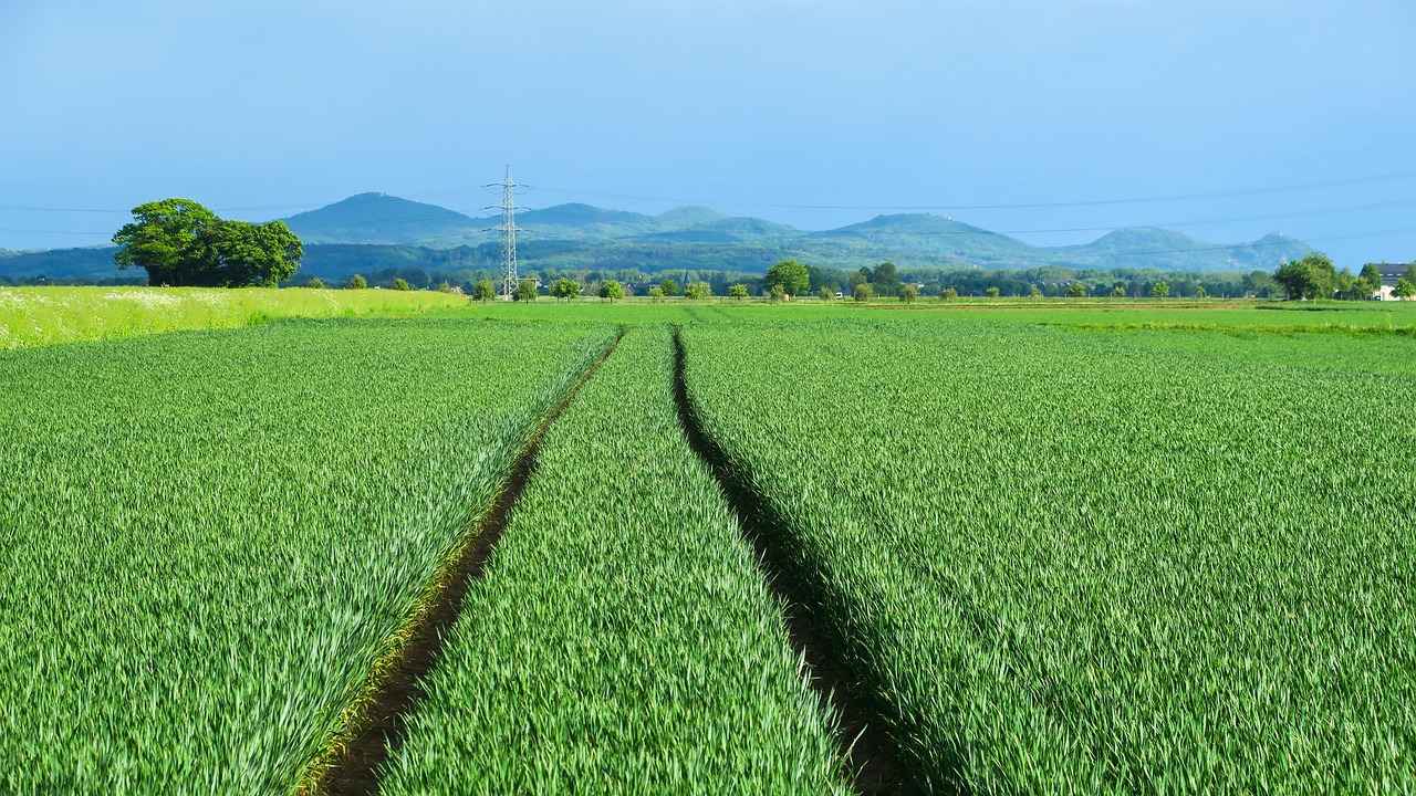 Tips for Enjoying Live Track and Field Events