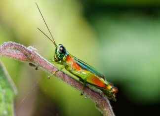 StreamEast Cricket: Watch Live Matches from Around the World StreamEast Cricket: Watch Live Matches from Around the World