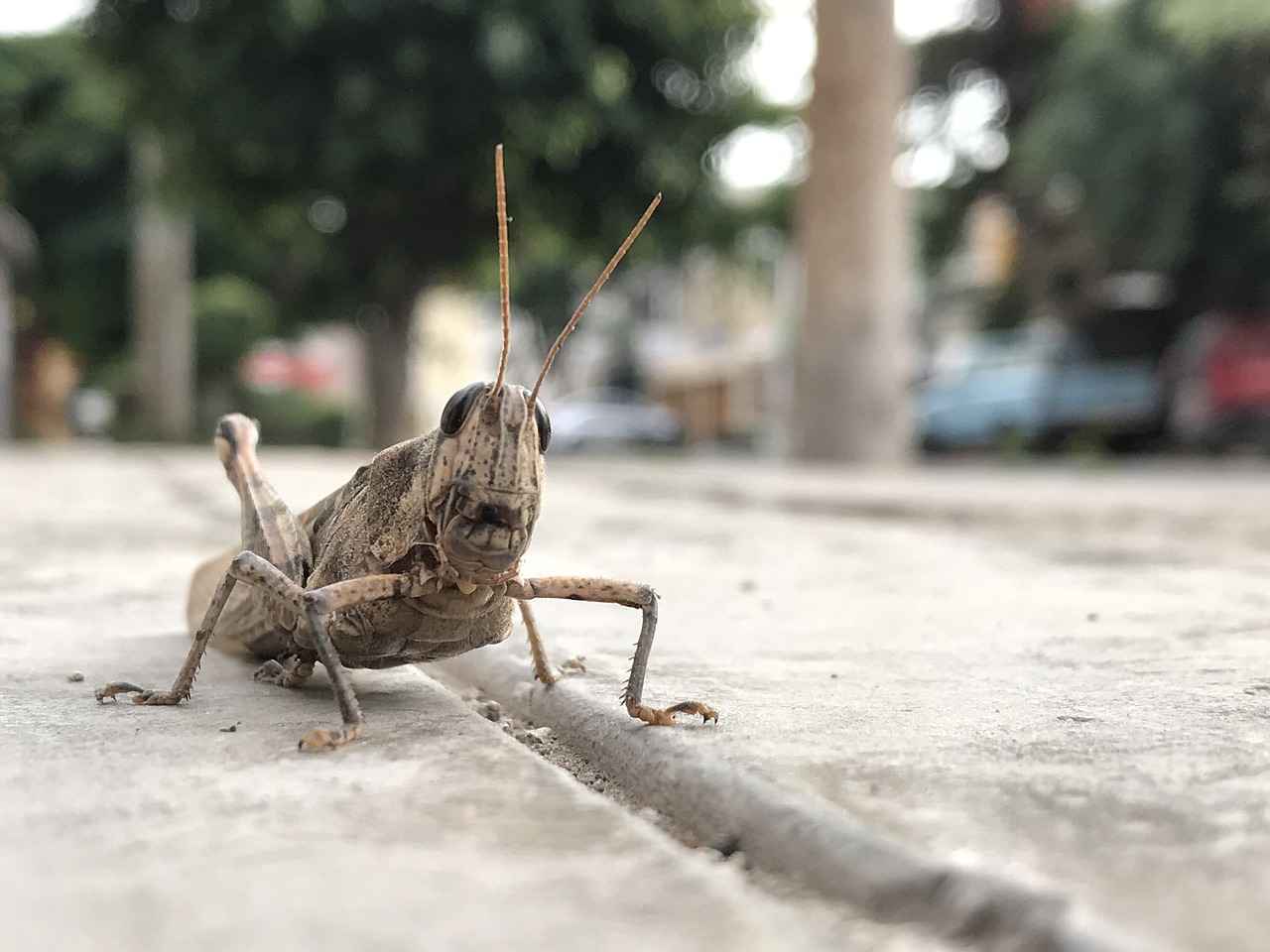 What is StreamEast Cricket?