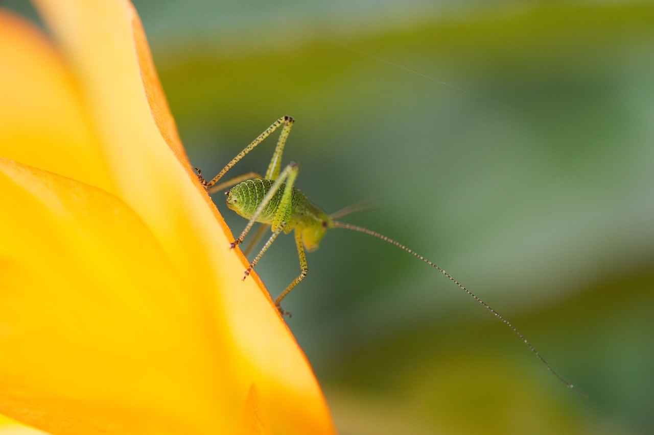 Benefits of Watching Cricket on StreamEast
