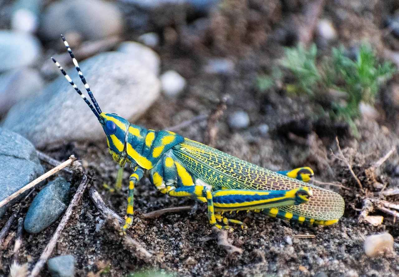 How to Access StreamEast Cricket?