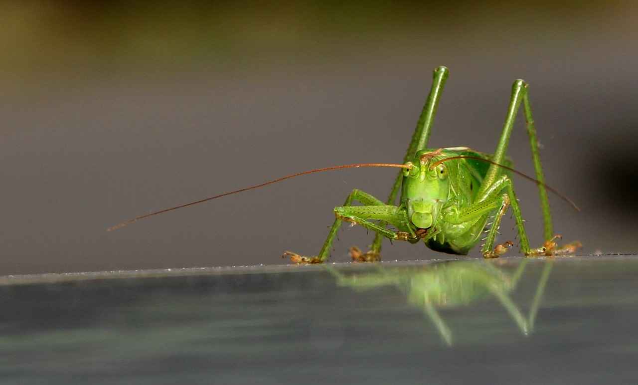 Live Match Features on StreamEast