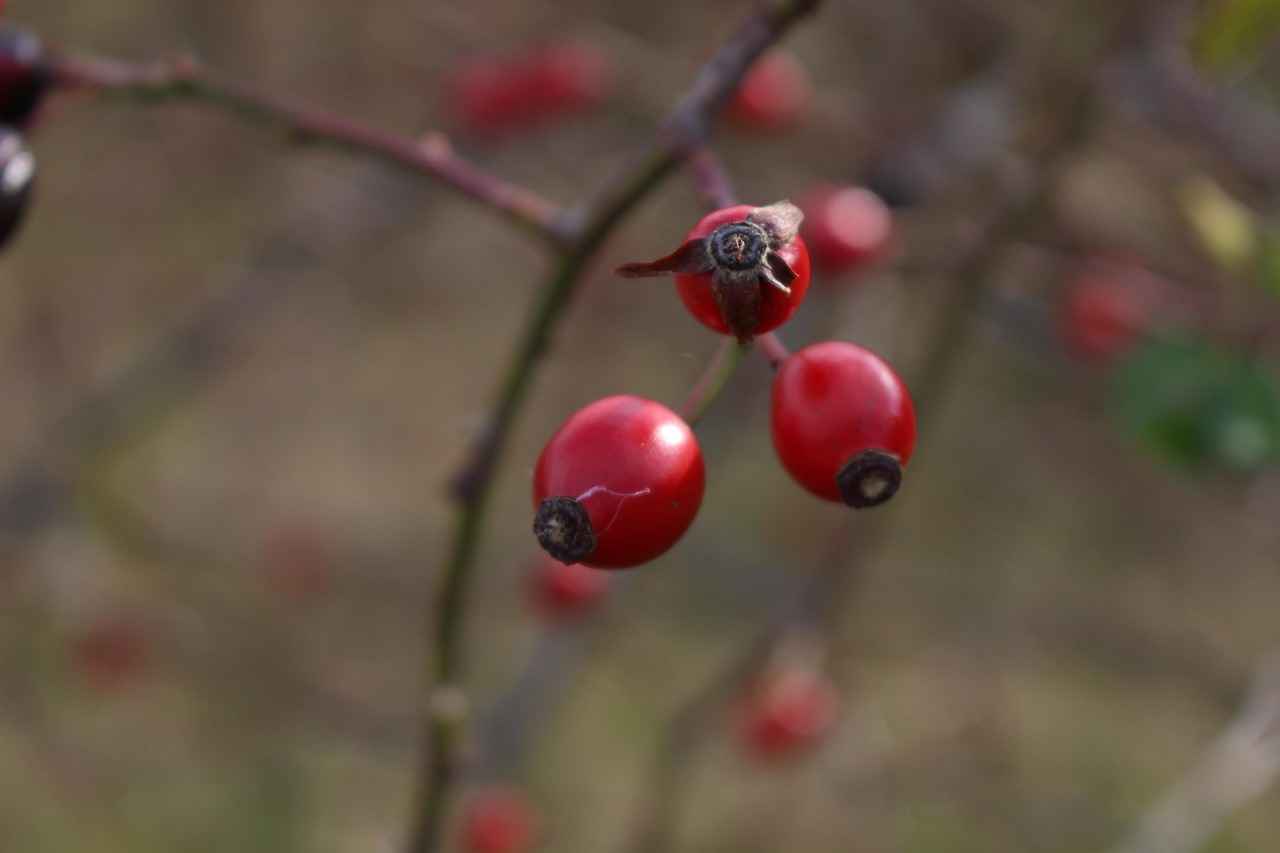 What is StreamEast and How Does It Work?