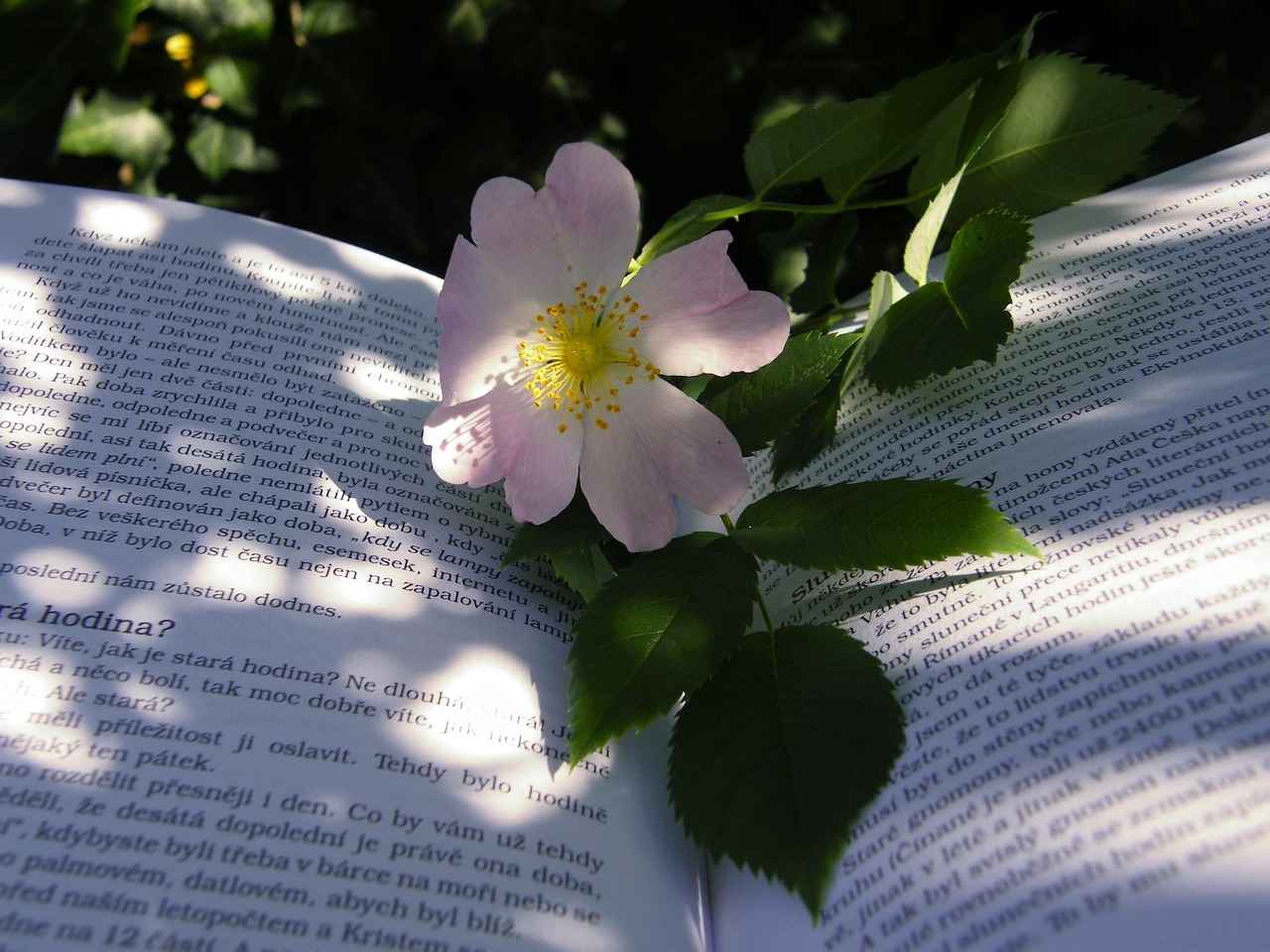 Upcoming PDC Tournaments to Watch