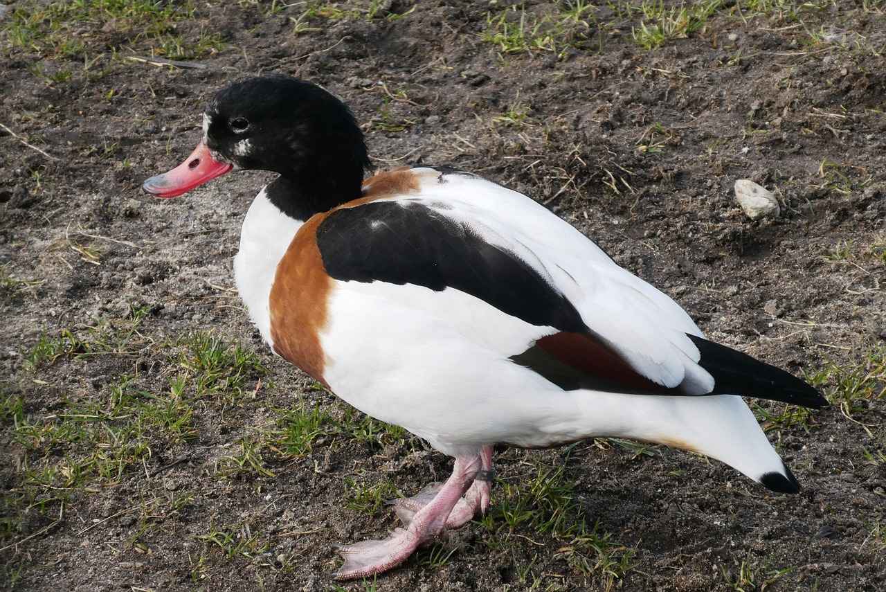 How to Access StreamEast?