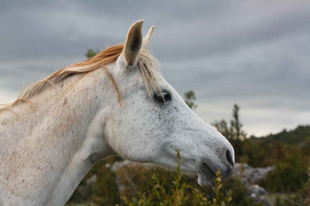 Live Streaming Options for Horse Racing