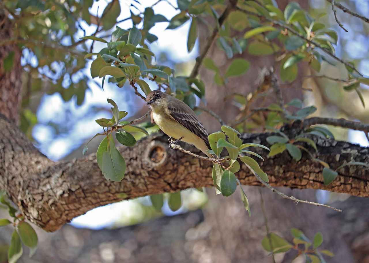 Subscription Options and Costs