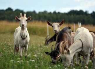 StreamEast Live Sports Streaming: How to Watch Tennis Matches Live StreamEast Live Sports Streaming: How to Watch Tennis Matches Live