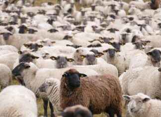 StreamEast Live Sports Streaming: Watch Live Rugby Matches Online StreamEast Live Sports Streaming: Watch Live Rugby Matches Online