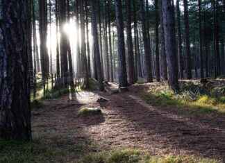 StreamEast Replays: How to Watch Past Games On-Demand StreamEast Replays: How to Watch Past Games On-Demand