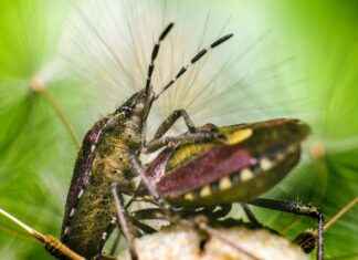 StreamEast WWE: How to Watch Wrestling Matches Live Online StreamEast WWE: How to Watch Wrestling Matches Live Online