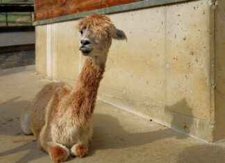 Styling Bob Haircut: How to Achieve the Perfect Bob Hairstyle Styling Bob Haircut: How to Achieve the Perfect Bob Hairstyle