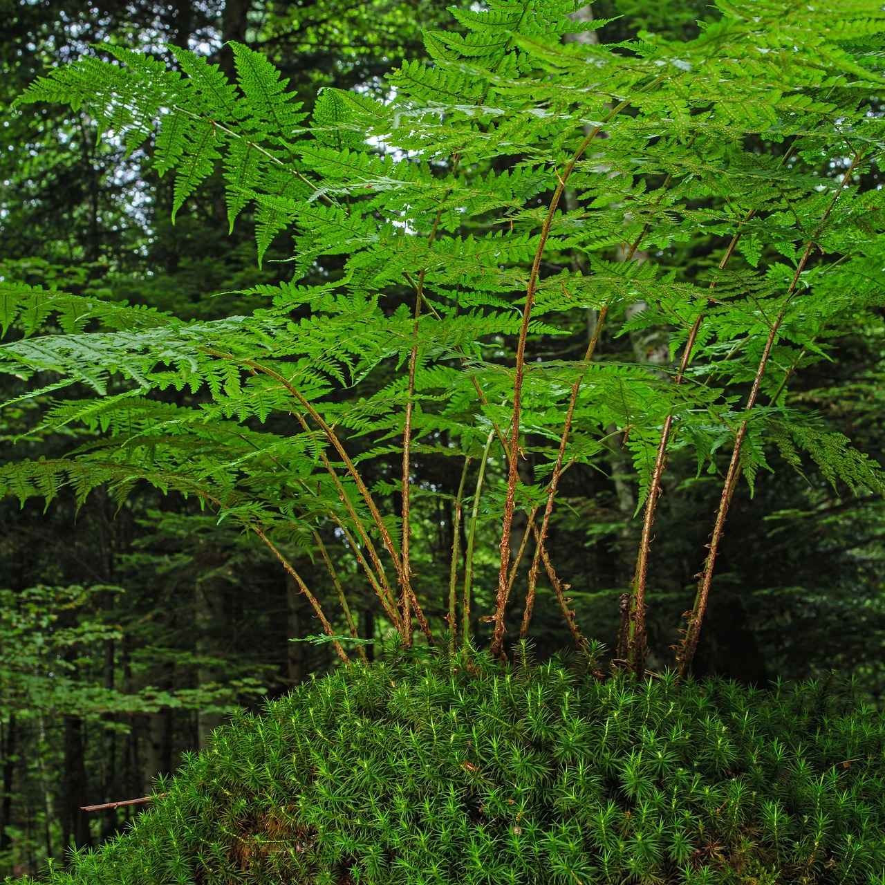 Popular Materials for Low Floor Beds