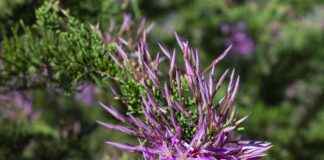 Subaru Outback for Sale: Best Deals and Features for 2025 Subaru Outback for Sale: Best Deals and Features for 2025