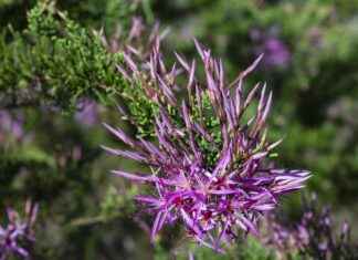 Subaru Outback for Sale: Best Deals and Features for 2025 Subaru Outback for Sale: Best Deals and Features for 2025