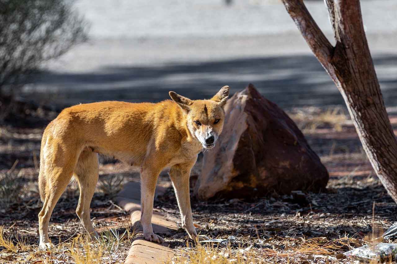 How Does the 2025 Subaru Outback Perform on Different Terrains?