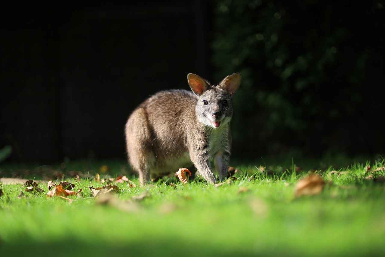What Are the Engine Options Available for the 2025 Subaru Outback?