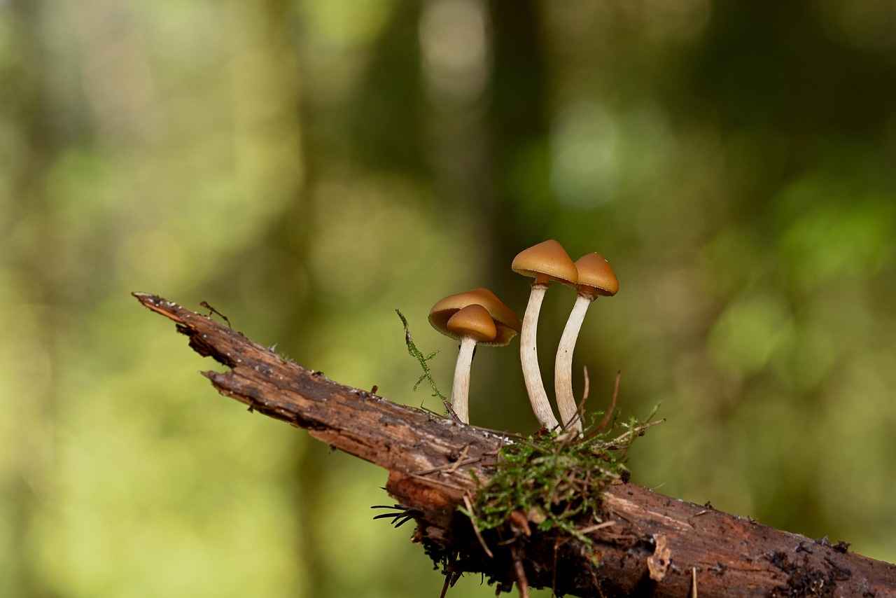 Supporting Adrenal Health with Licorice Root Extract 3 Dosage and Administration of Licorice Root Extract