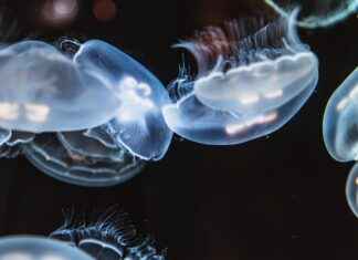 Supporting Bone Strength with Marine Collagen Supporting Bone Strength with Marine Collagen