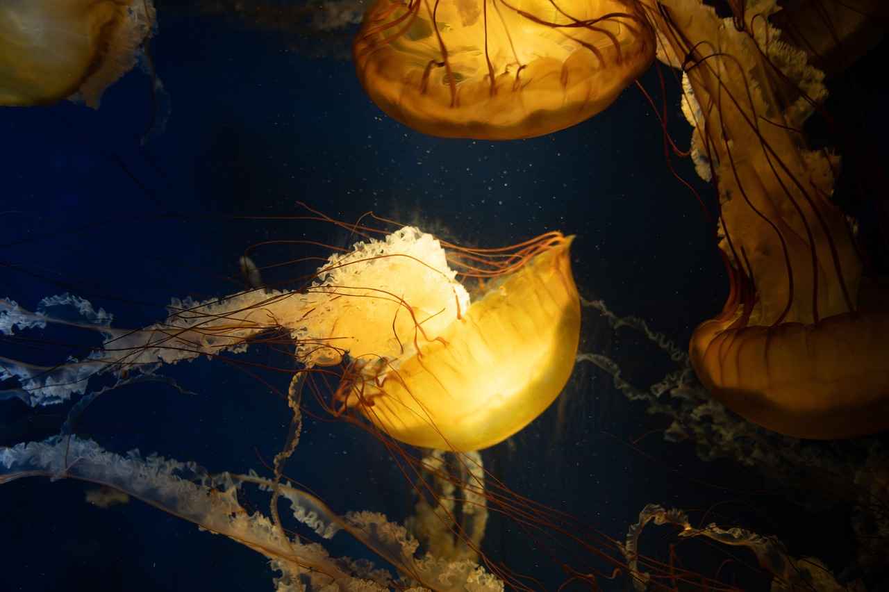 Supporting Bone Strength with Marine Collagen 4 How to Incorporate Marine Collagen into Your Diet
