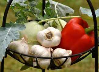 Supporting Cardiovascular Health with Black Garlic Extract Supporting Cardiovascular Health with Black Garlic Extract