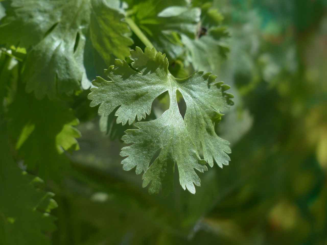 Conclusion: Embracing Cilantro for Detoxification