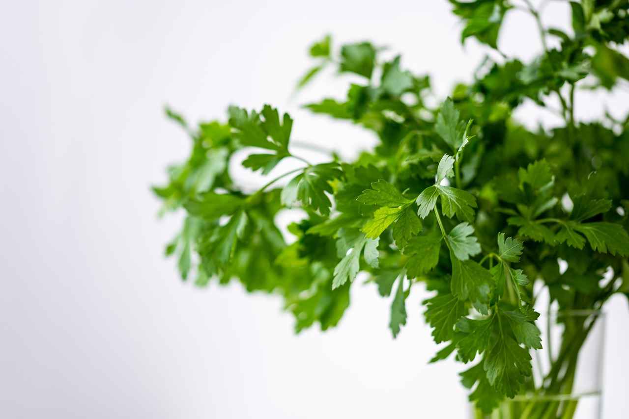 How to Use Cilantro Extract