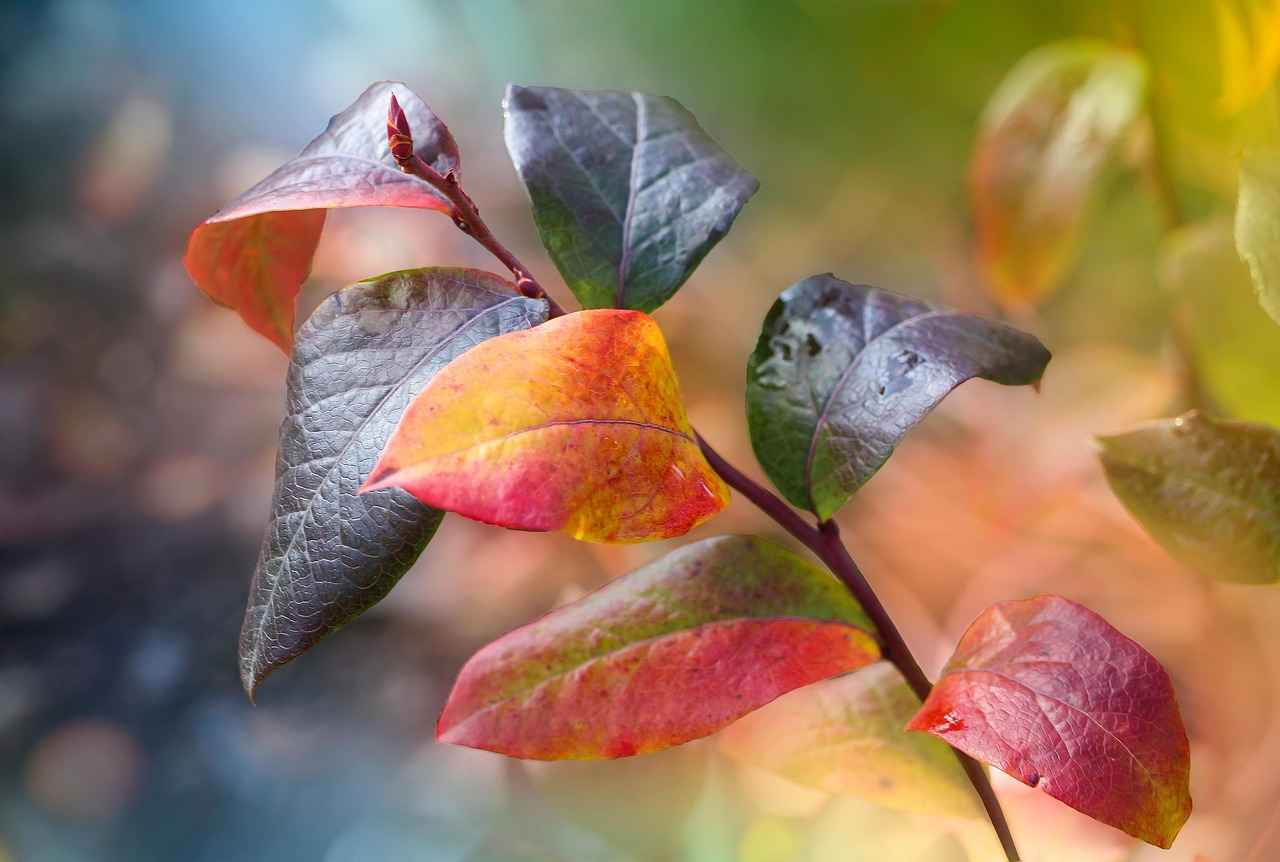 What is Bilberry Extract?