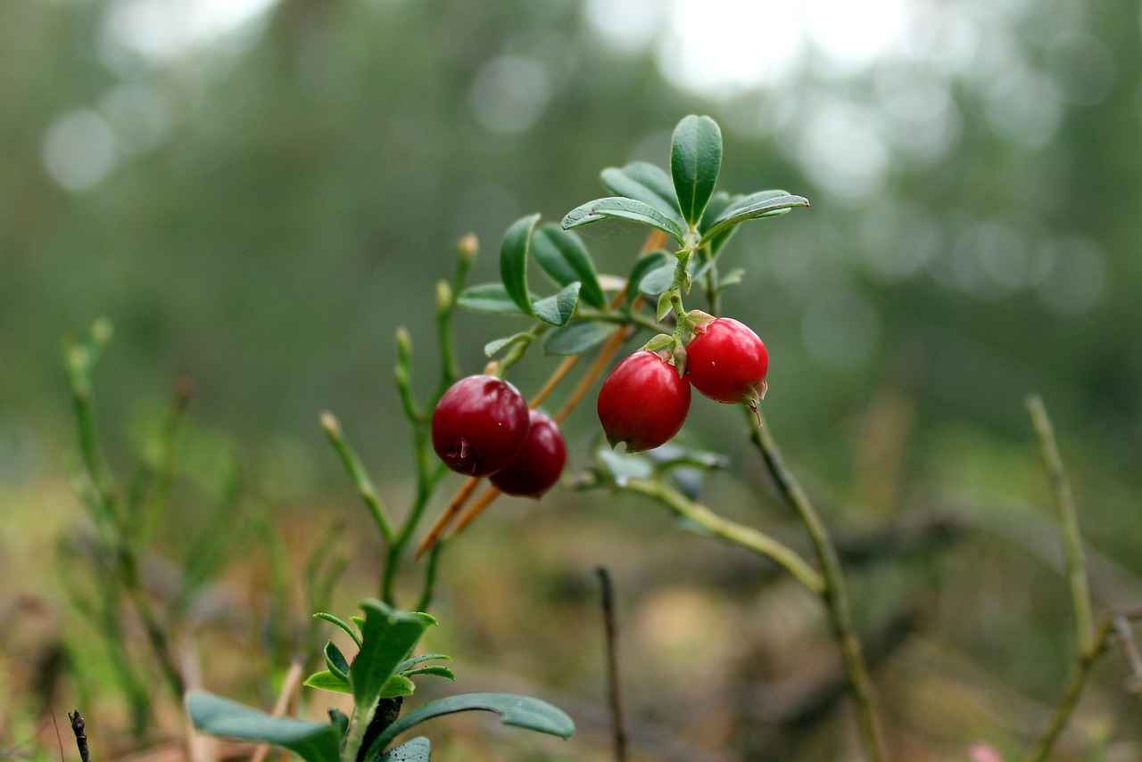 Potential Side Effects of Bilberry Extract