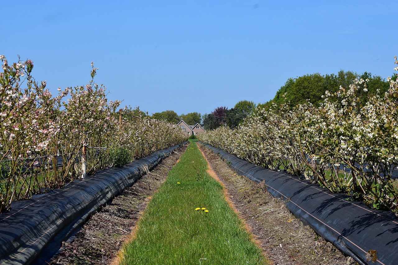 Conclusion: Is Bilberry Extract Right for You?