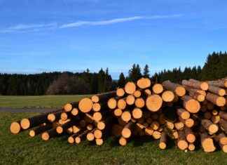 Supporting Hair Growth with Saw Palmetto Berry Supporting Hair Growth with Saw Palmetto Berry