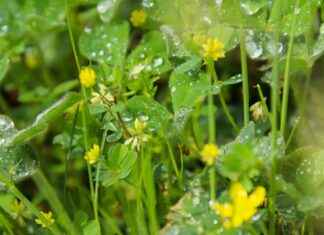 Supporting Healthy Metabolism with Alfalfa Supplements Supporting Healthy Metabolism with Alfalfa Supplements