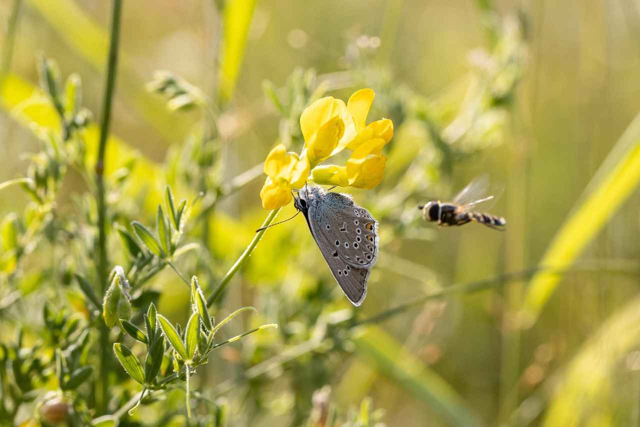 Supporting Healthy Metabolism with Alfalfa Supplements 5 Potential Side Effects of Alfalfa