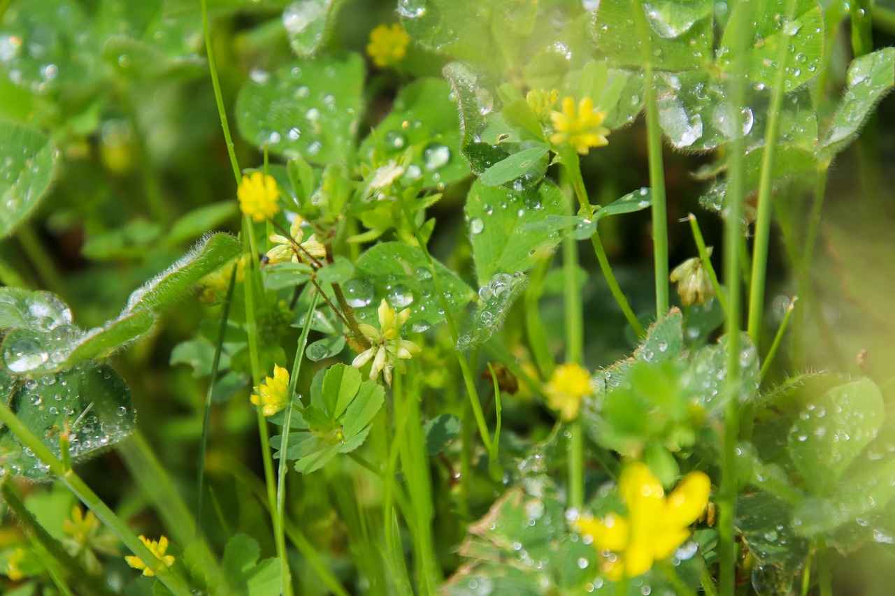 Supporting Healthy Metabolism with Alfalfa Supplements 6 Conclusion: The Role of Alfalfa in Metabolic Health