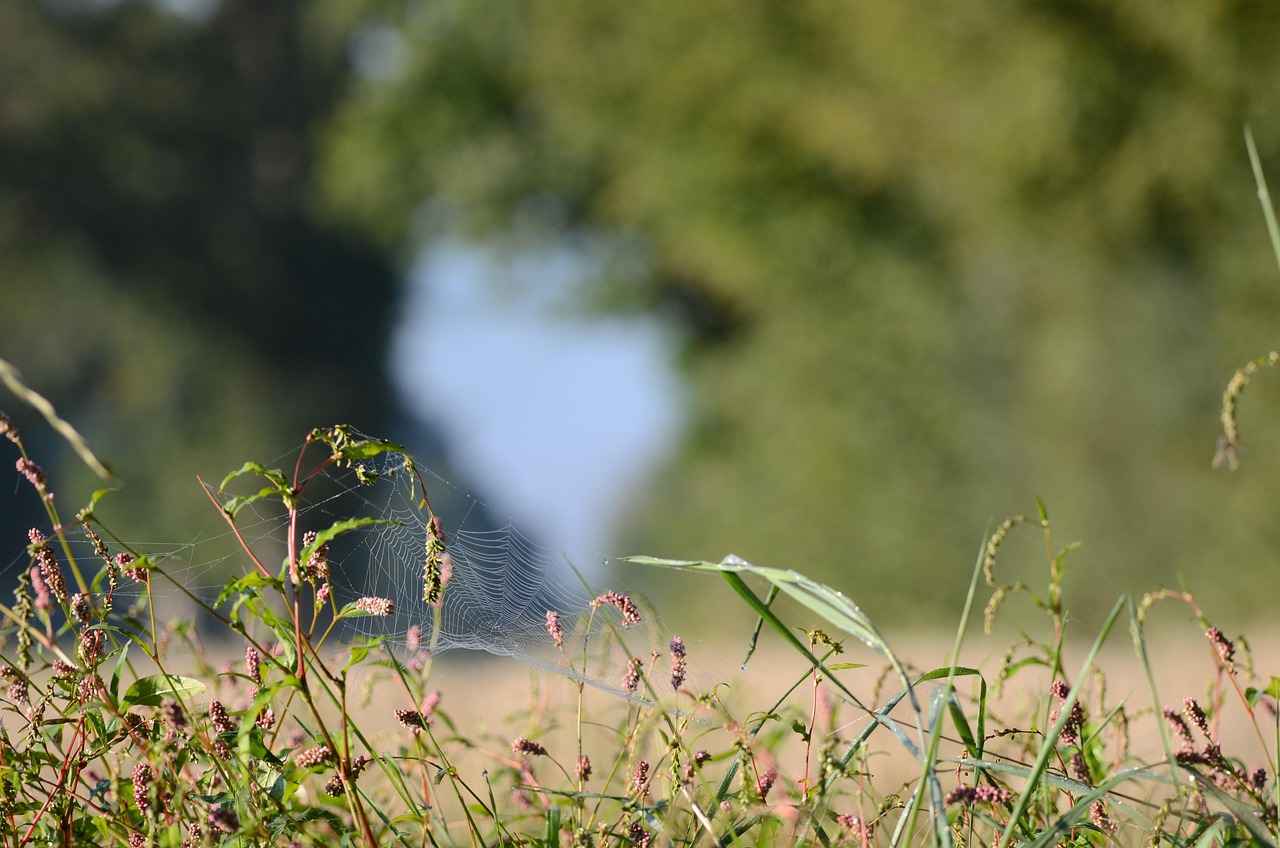 Supporting Healthy Metabolism with Alfalfa Supplements 3 Health Benefits of Alfalfa Supplements