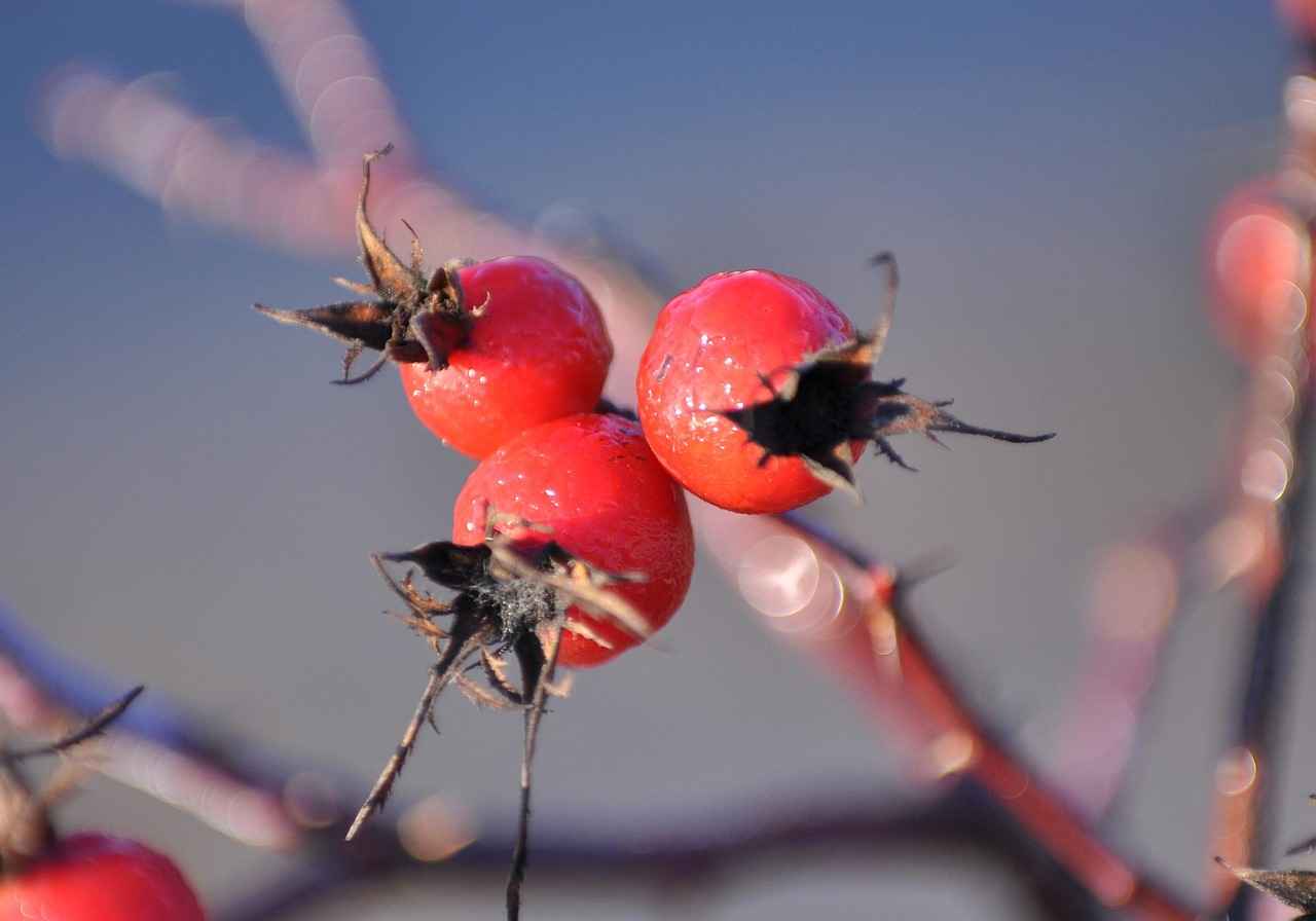 What is Hawthorn Berry?