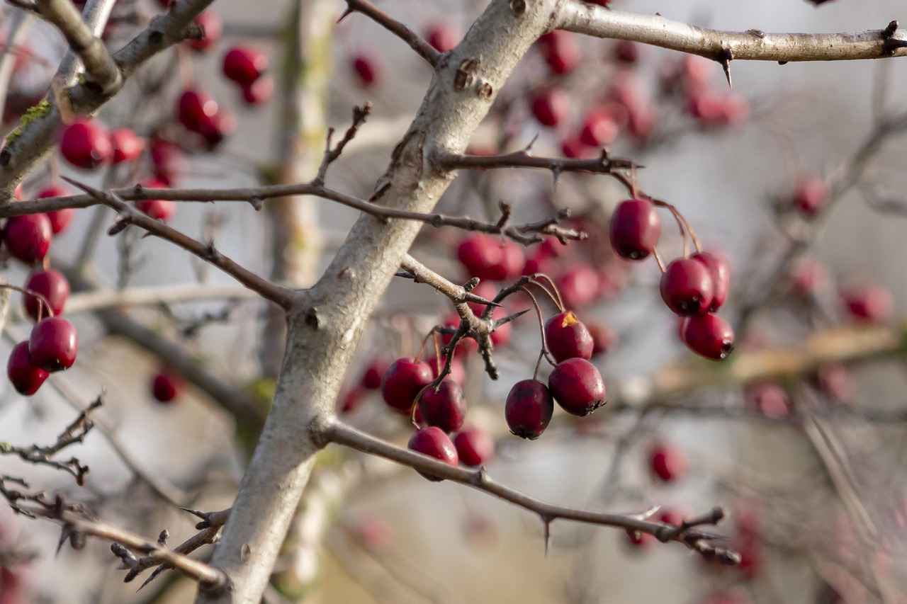 Who Should Consider Hawthorn Berry?