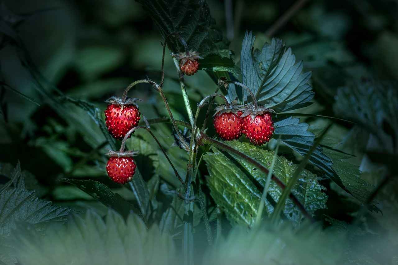 Conclusion: Is Hawthorn Berry Right for You?