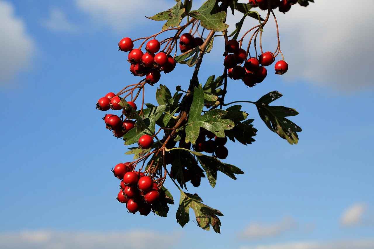 Health Benefits of Hawthorn Berry