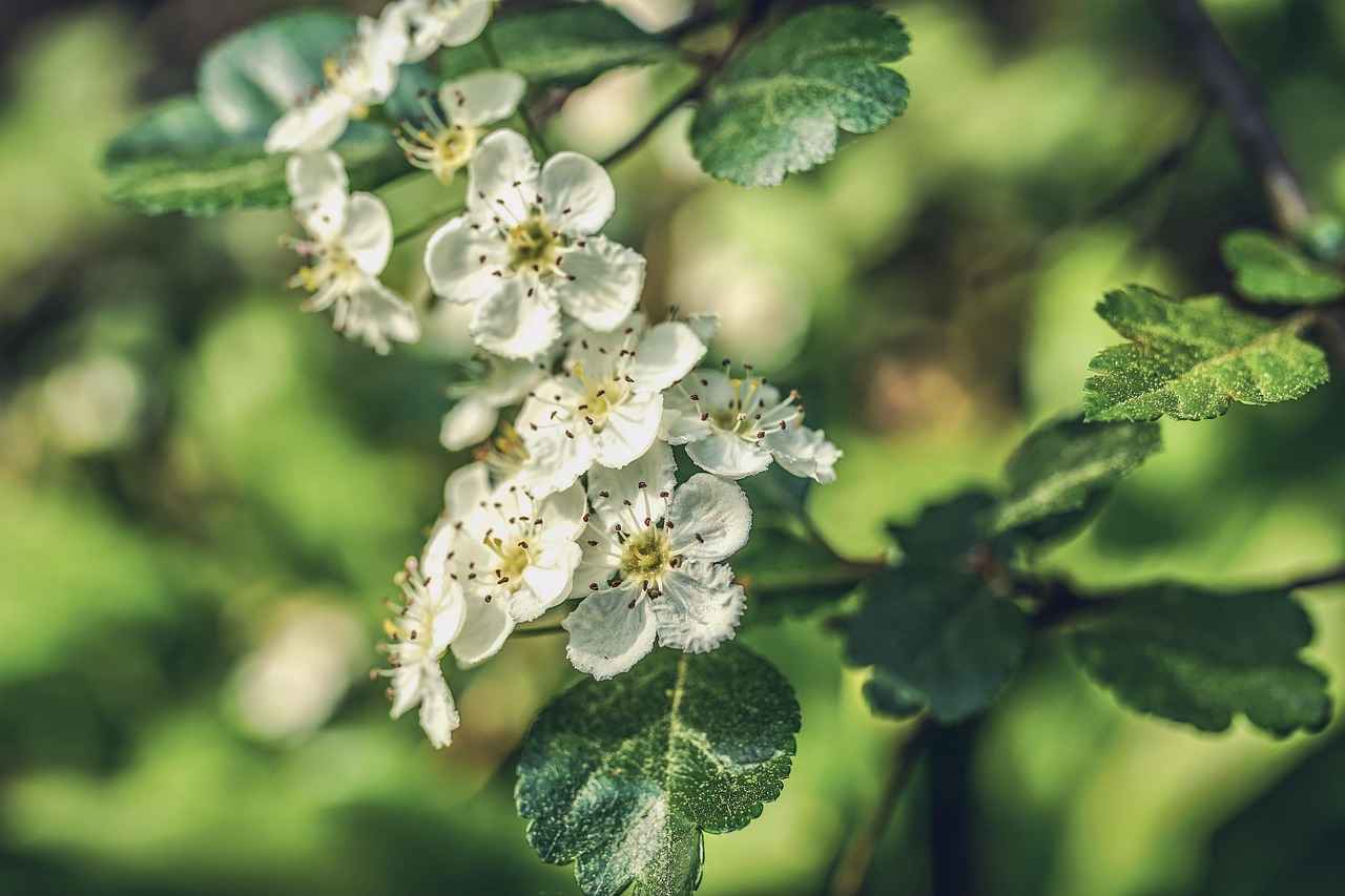 How Hawthorn Berry Supports Heart Function
