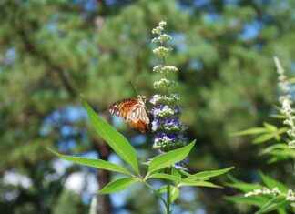 Supporting Hormonal Balance Naturally with Vitex Agnus-Castus Supporting Hormonal Balance Naturally with Vitex Agnus-Castus