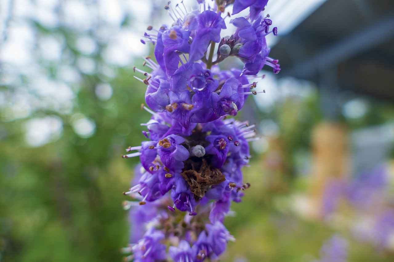 What is Vitex Agnus-Castus?