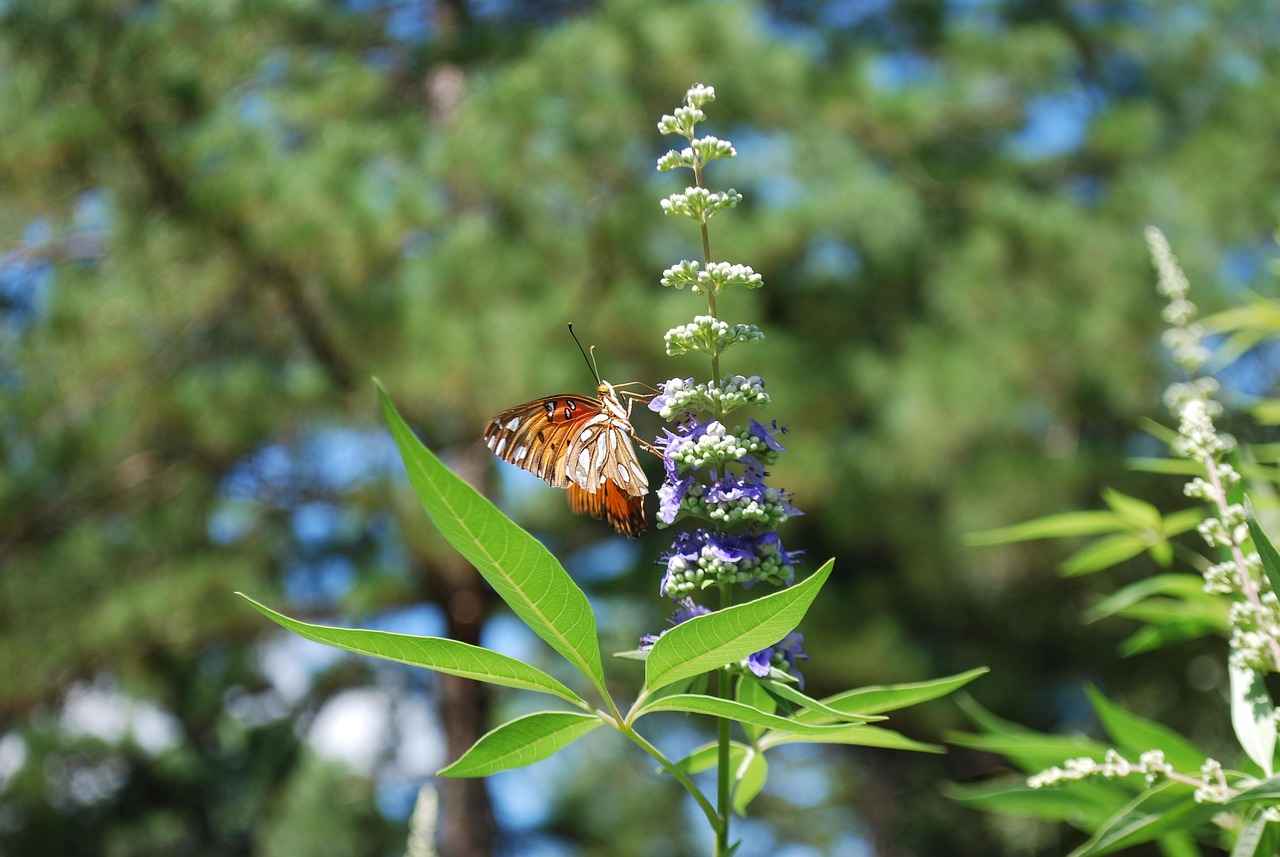 How Does Vitex Work?