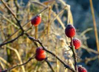 Supporting Joint Health with Rosehip Extract # Supporting Joint Health with Rosehip Extract Supporting Joint Health with Rosehip Extract # Supporting Joint Health with Rosehip Extract