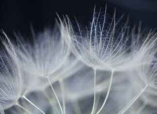 Supporting Liver Health with Dandelion Root Capsules Supporting Liver Health with Dandelion Root Capsules