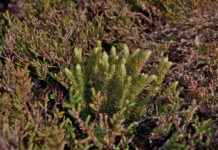 Supporting Mental Clarity with Huperzia Serrata Supporting Mental Clarity with Huperzia Serrata