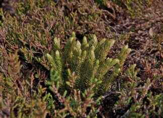 Supporting Mental Clarity with Huperzia Serrata Supporting Mental Clarity with Huperzia Serrata